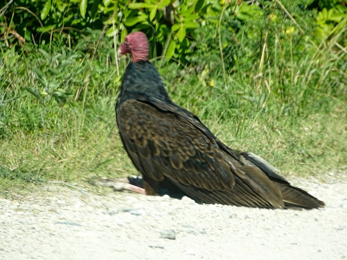 Turkey Vulture - ML616961775