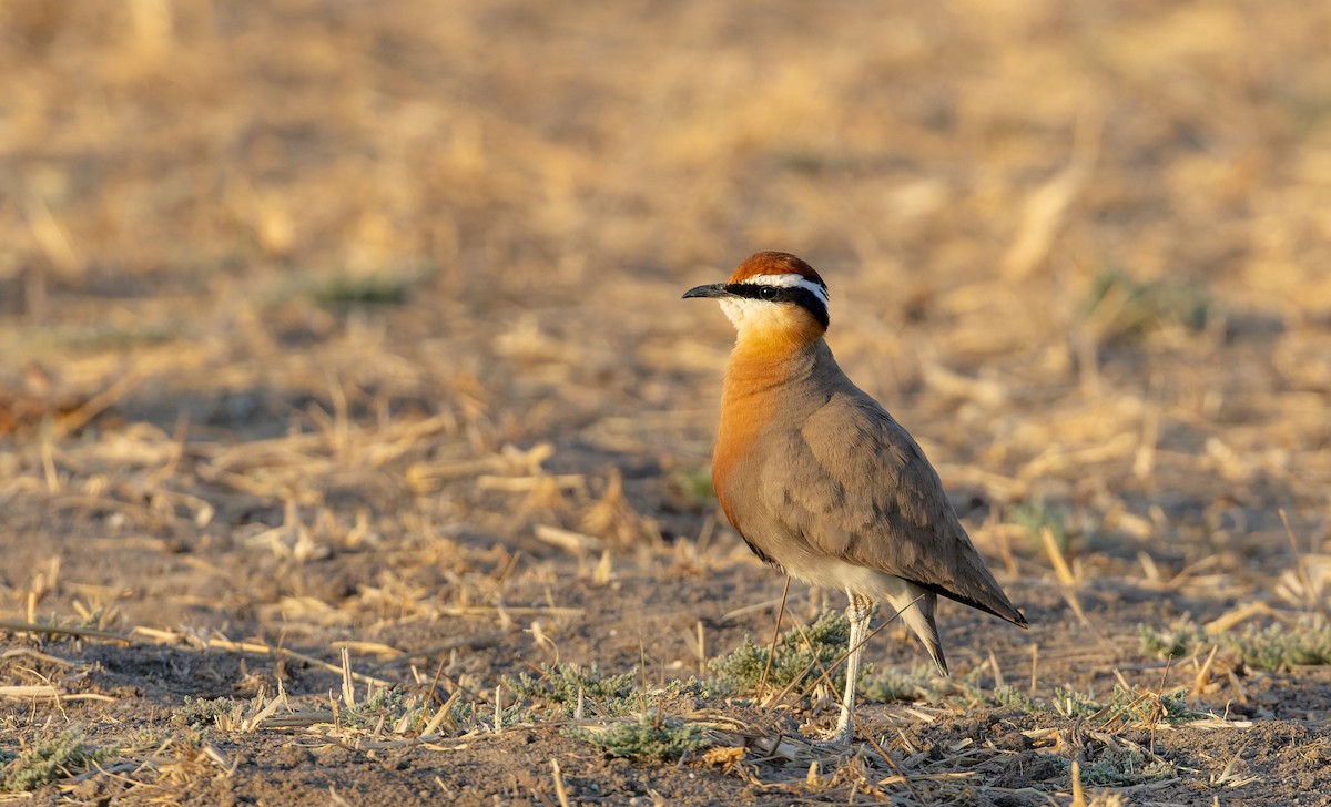 Indian Courser - ML616961799