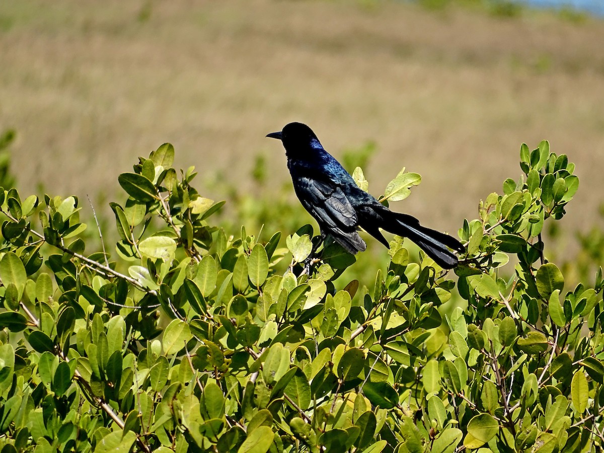 Boat-tailed Grackle - Rich  Rehrig
