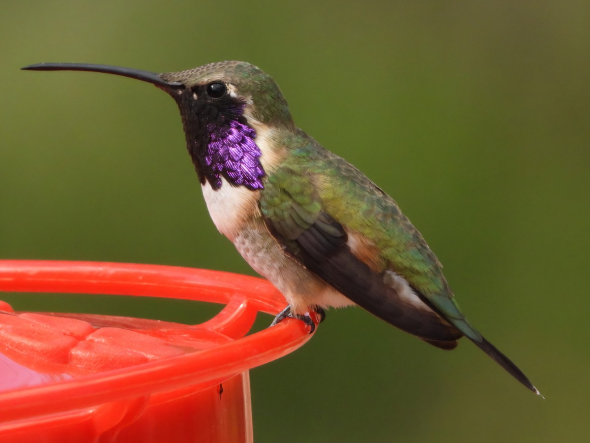 EBird Checklist - 5 Apr 2024 - Ash Canyon Bird Sanctuary (closed ...