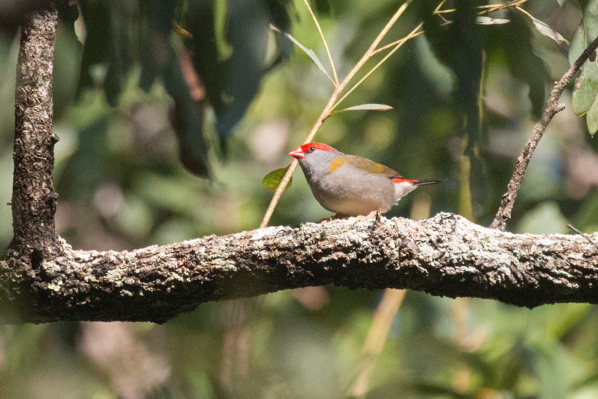 Red-browed Firetail - Tanner Martin