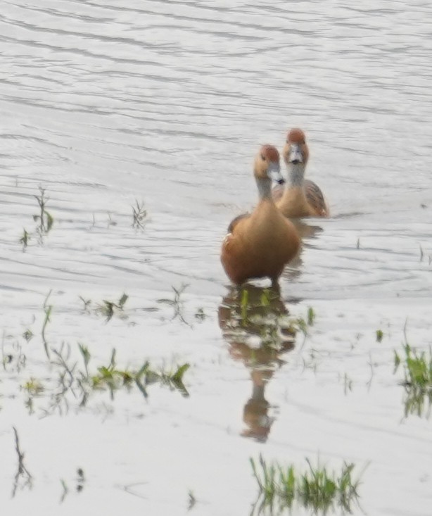 Fulvous Whistling-Duck - ML616962050