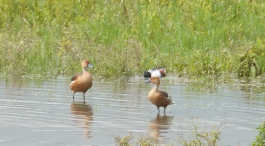 Fulvous Whistling-Duck - ML616962144