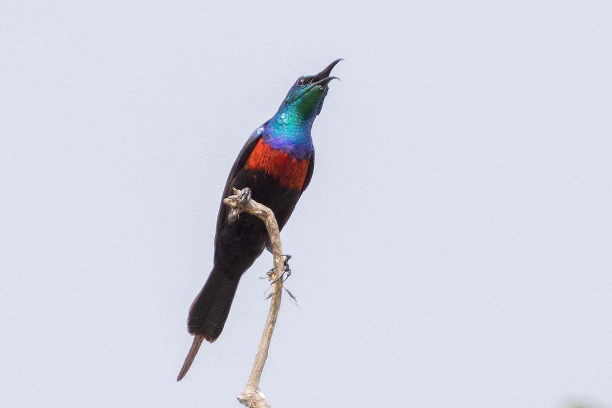 Red-chested Sunbird - ML616962210