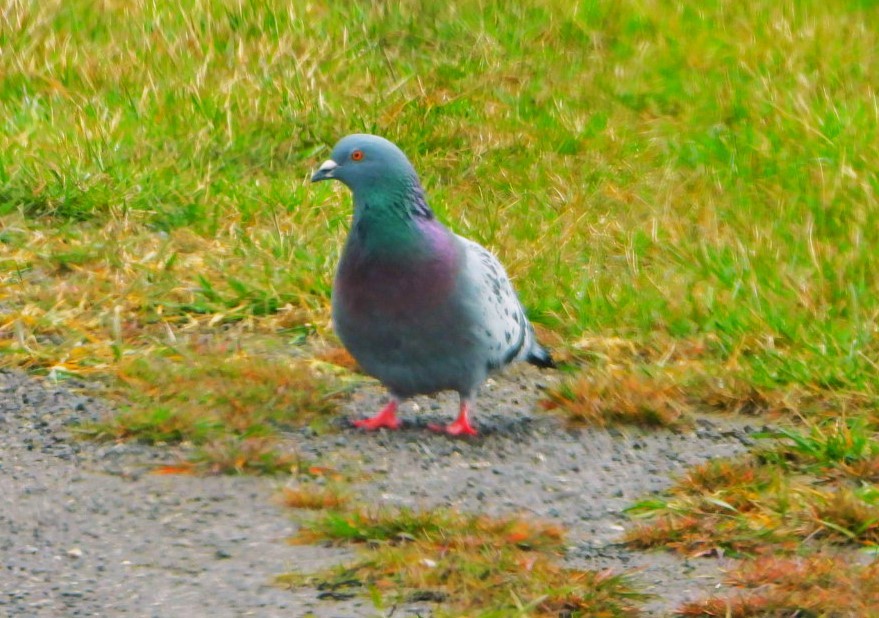 Rock Pigeon (Feral Pigeon) - Richard Guthrie
