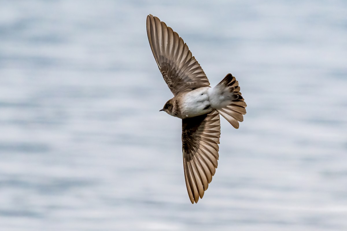 Northern Rough-winged Swallow - ML616962599