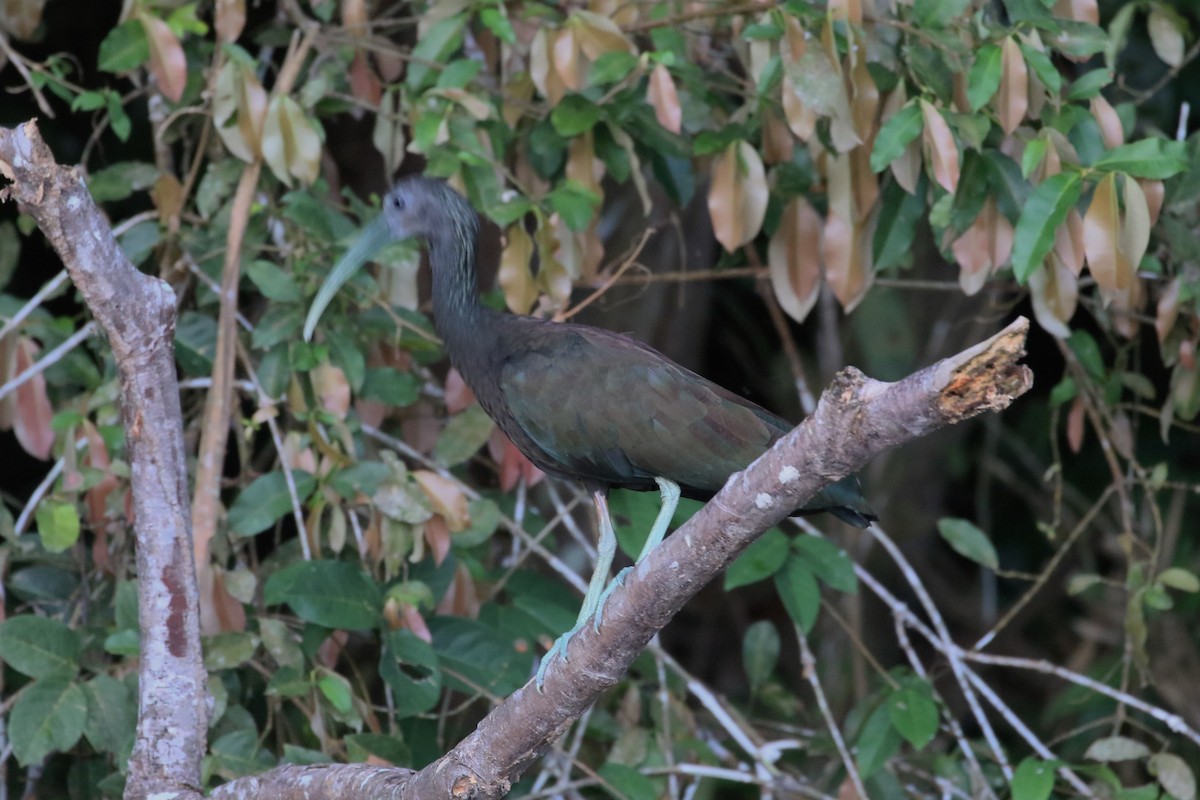 ibis zelený - ML616962600