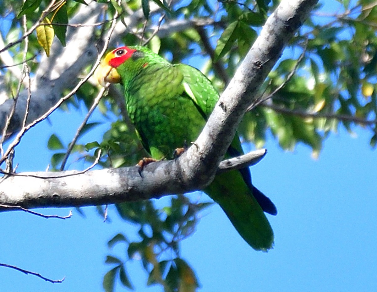 Yellow-lored Parrot - Christine Hough