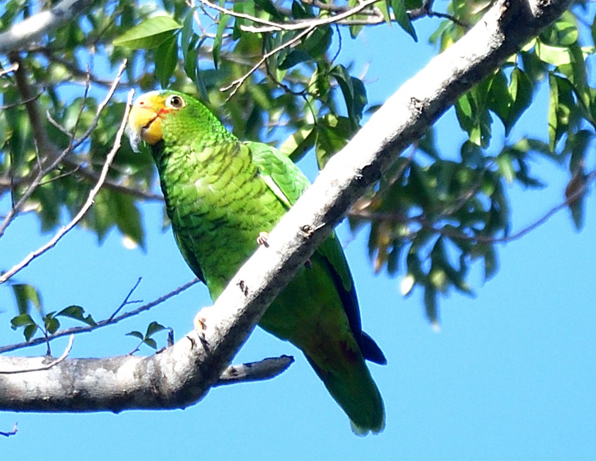 Yellow-lored Parrot - ML616962727