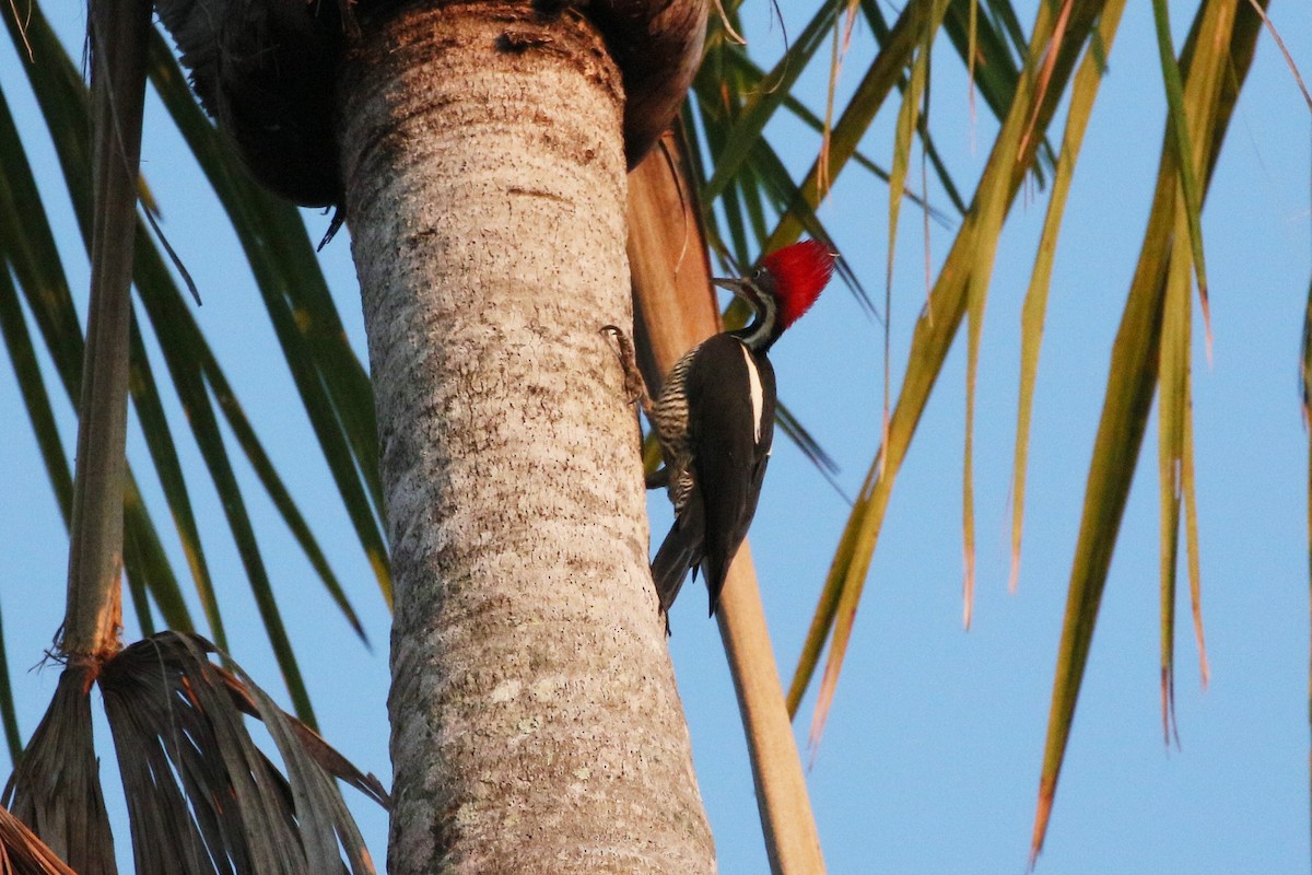 Lineated Woodpecker - Mark Stanley