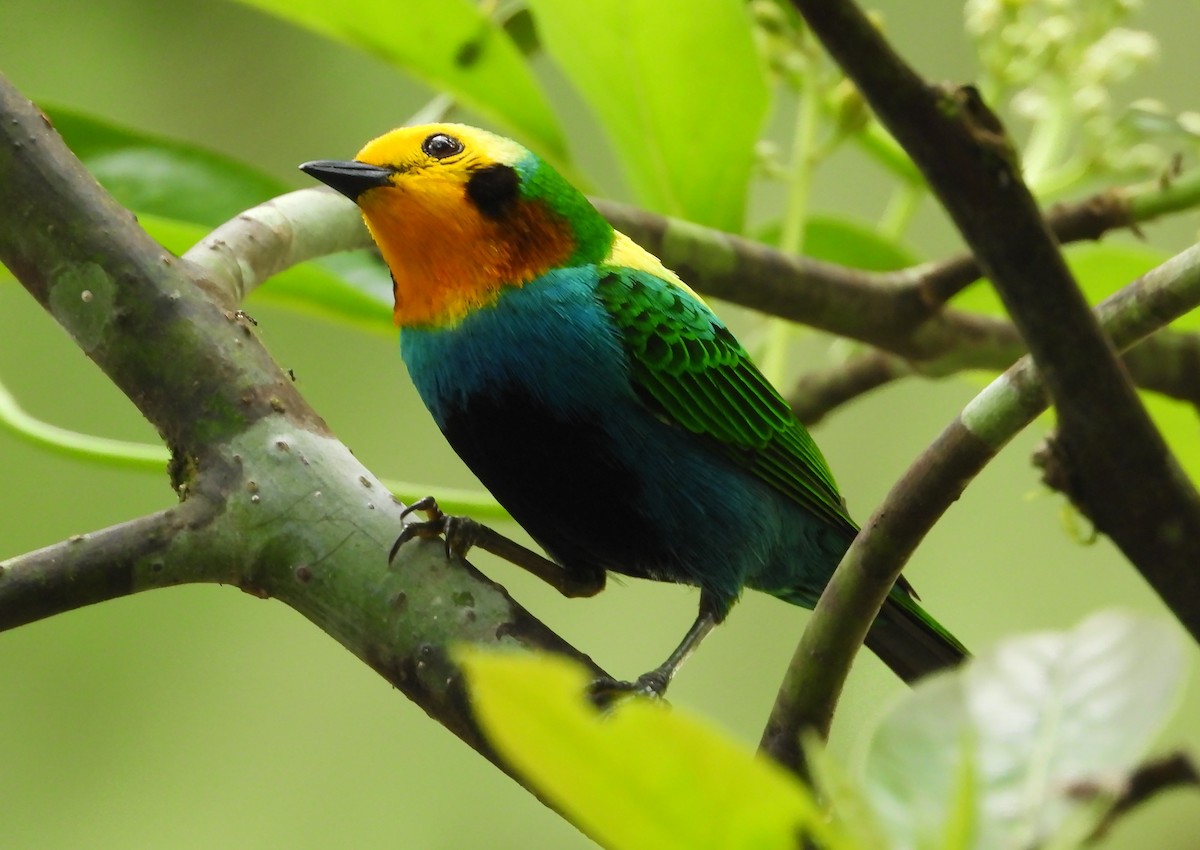 Multicolored Tanager - ML616962756