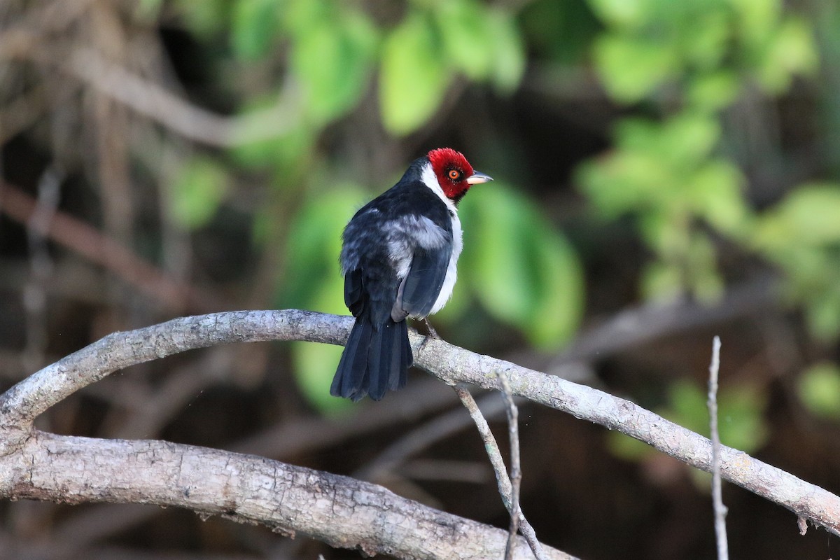 Red-capped Cardinal - ML616962777