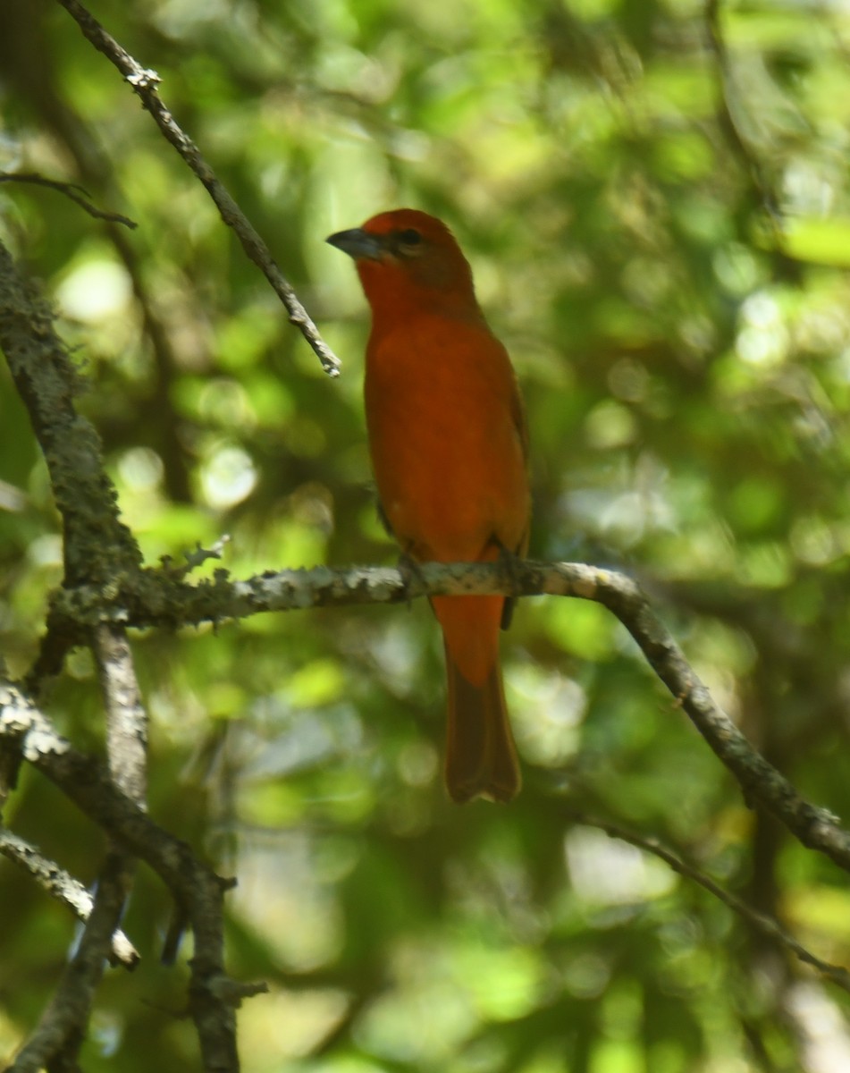 Hepatic Tanager (Northern) - ML616962877