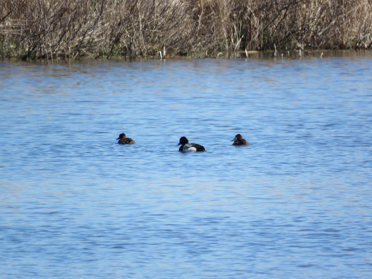 Lesser Scaup - Trish Guenther