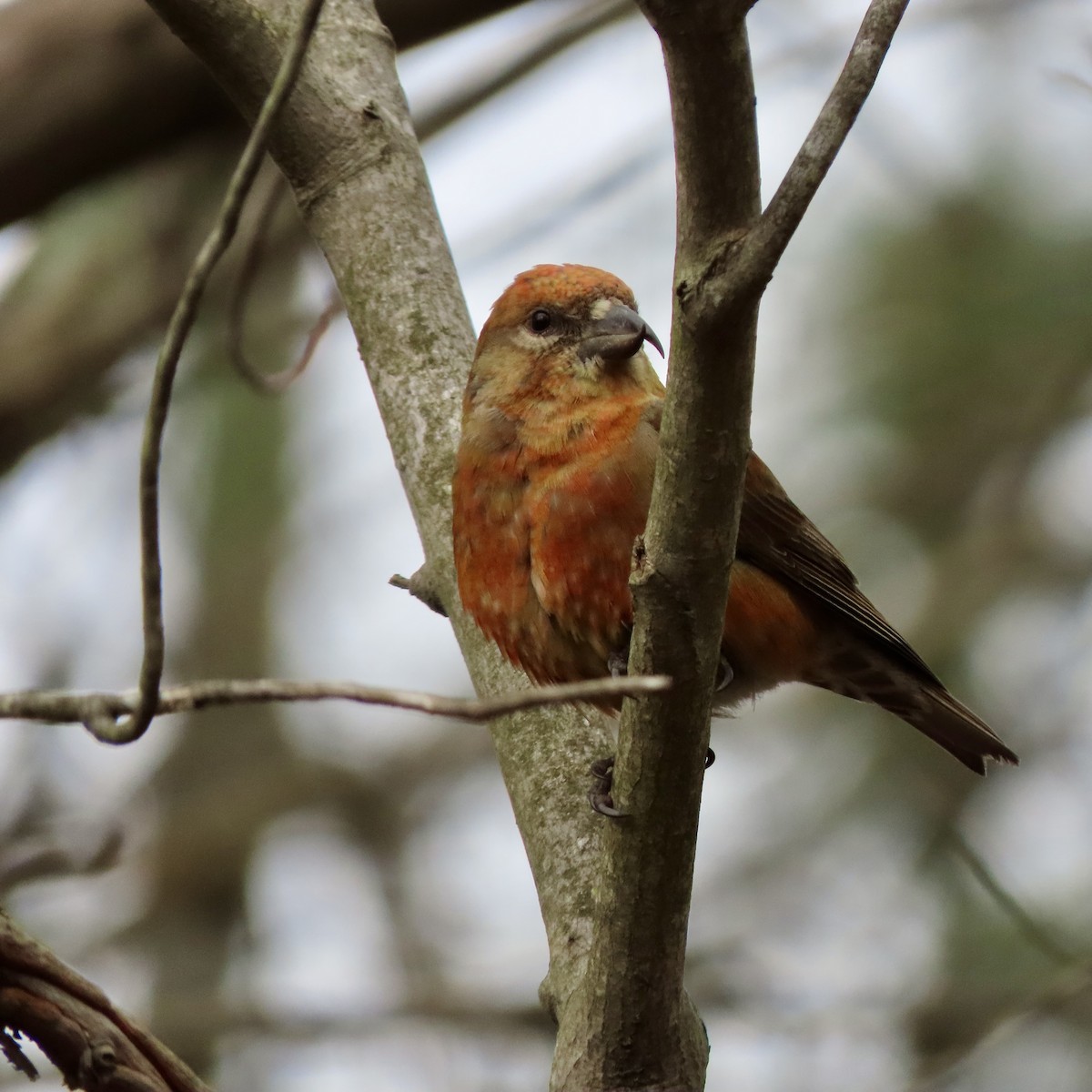 Red Crossbill - Laurie Reynolds