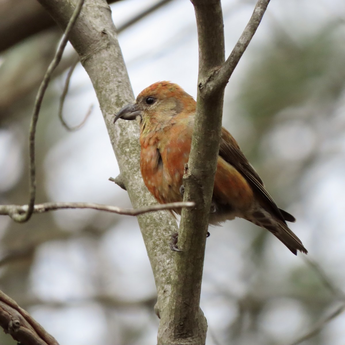 Red Crossbill - Laurie Reynolds