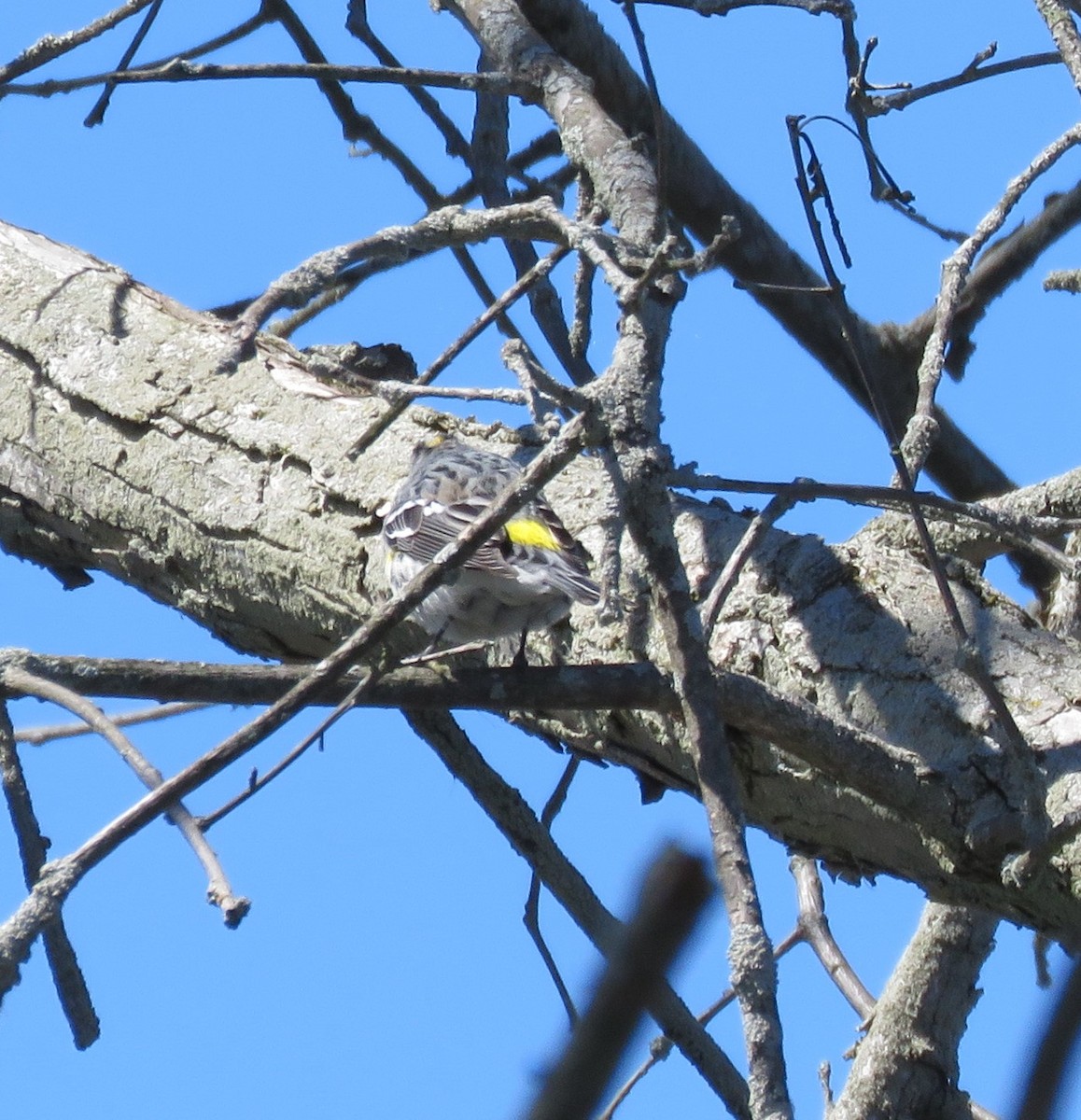 Yellow-rumped Warbler - ML616963055
