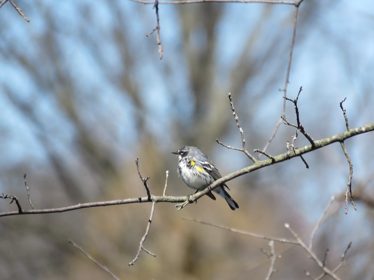 Yellow-rumped Warbler - Trish Guenther