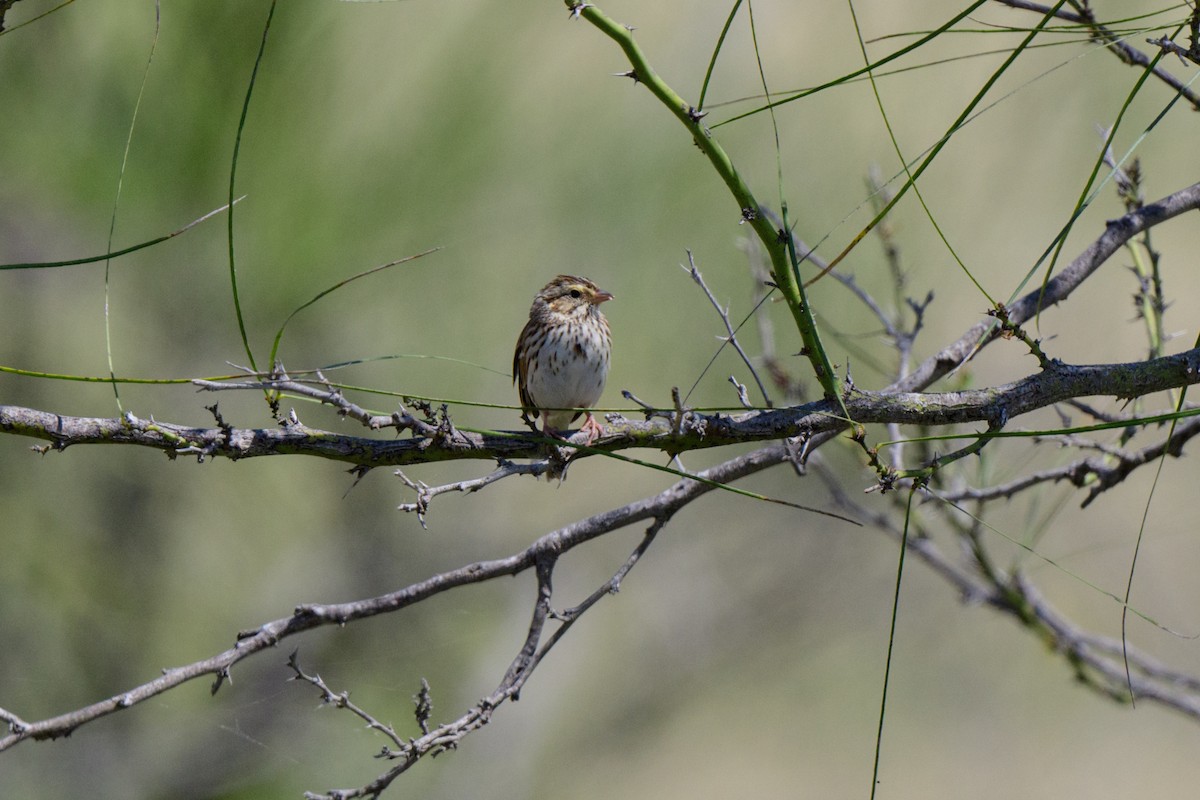 Savannah Sparrow - ML616963175