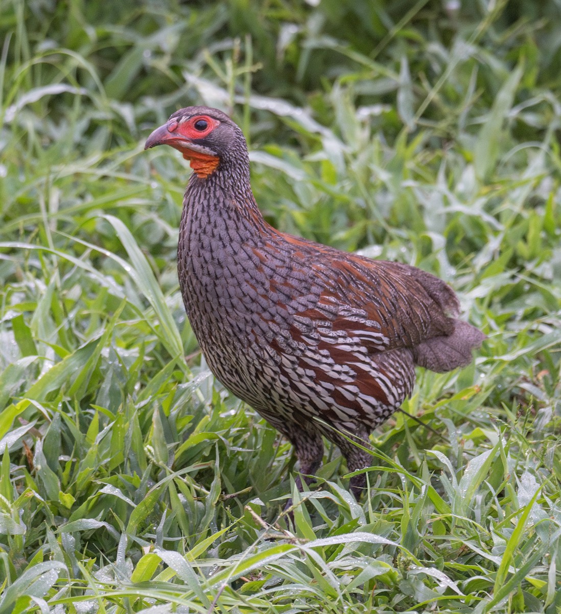 Gray-breasted Spurfowl - Kevin Gong