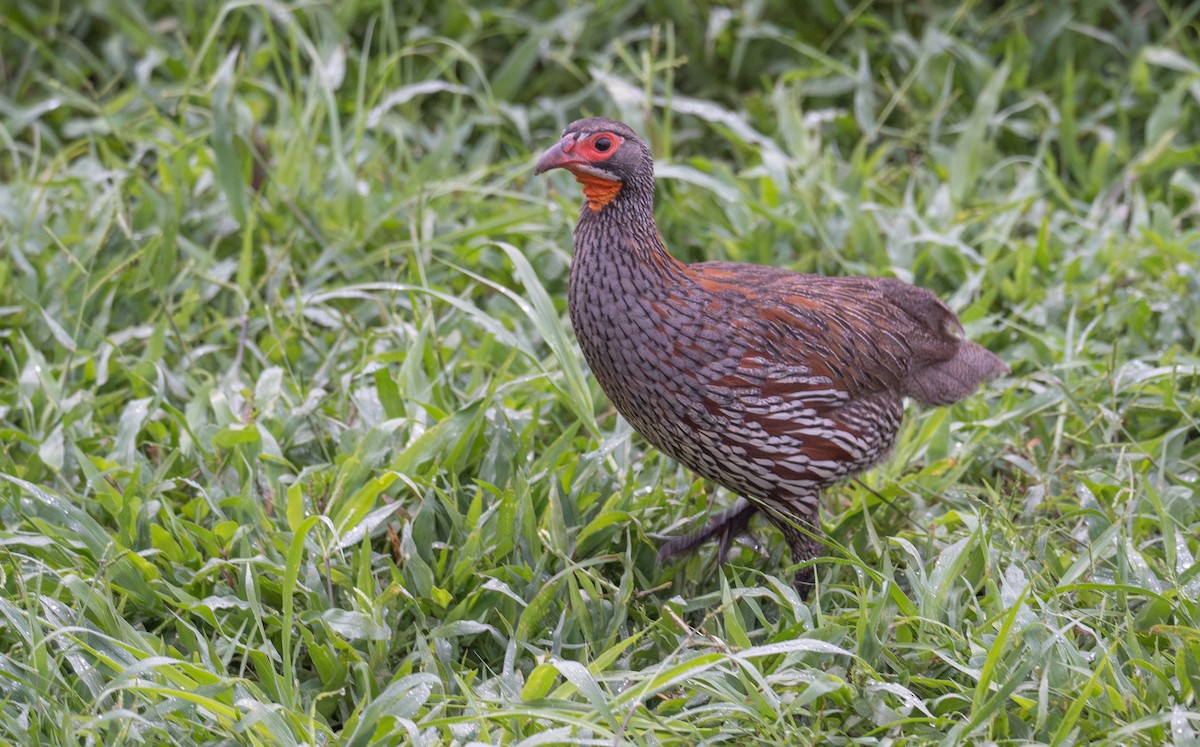 Gray-breasted Spurfowl - ML616963183