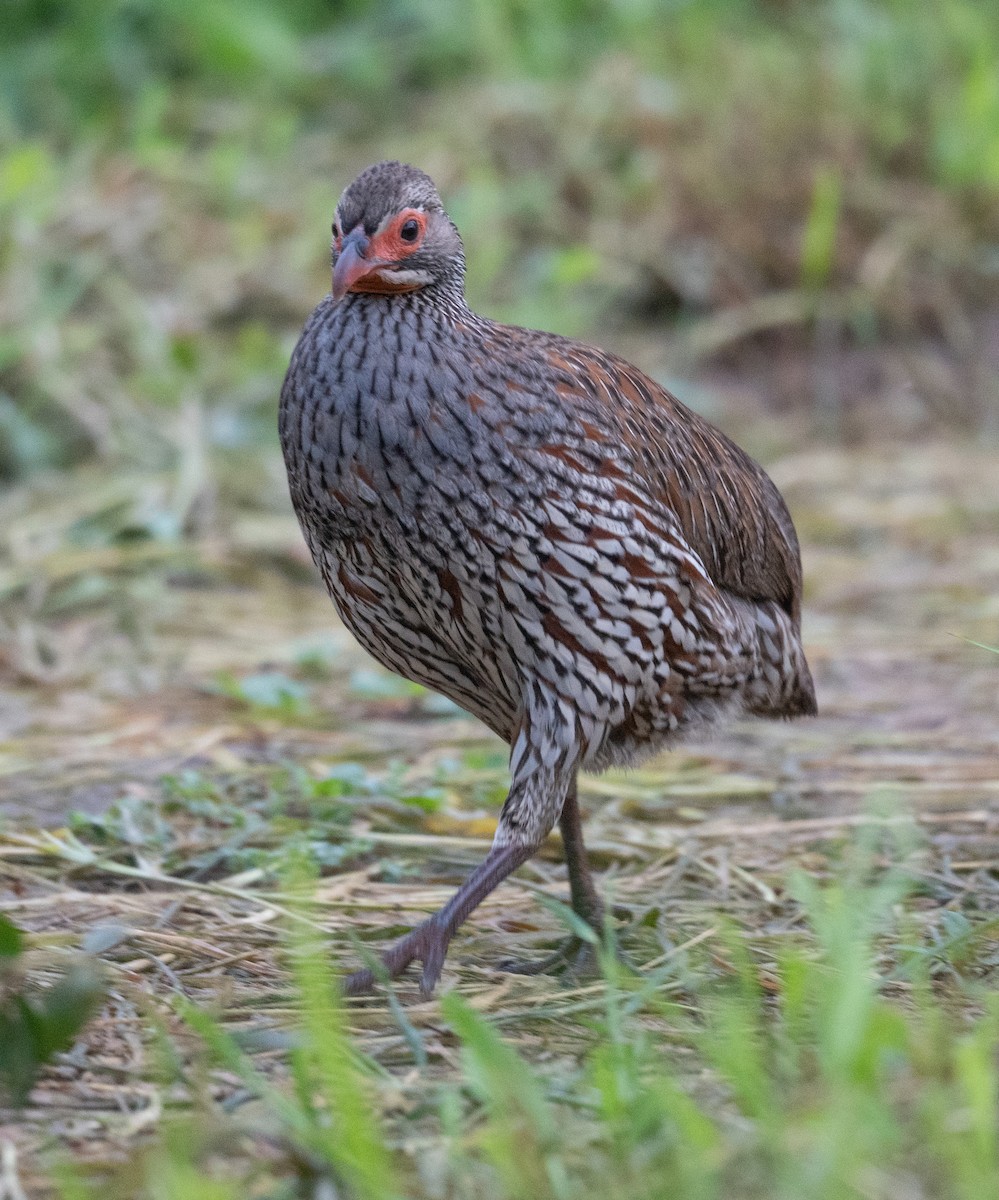 Gray-breasted Spurfowl - ML616963187