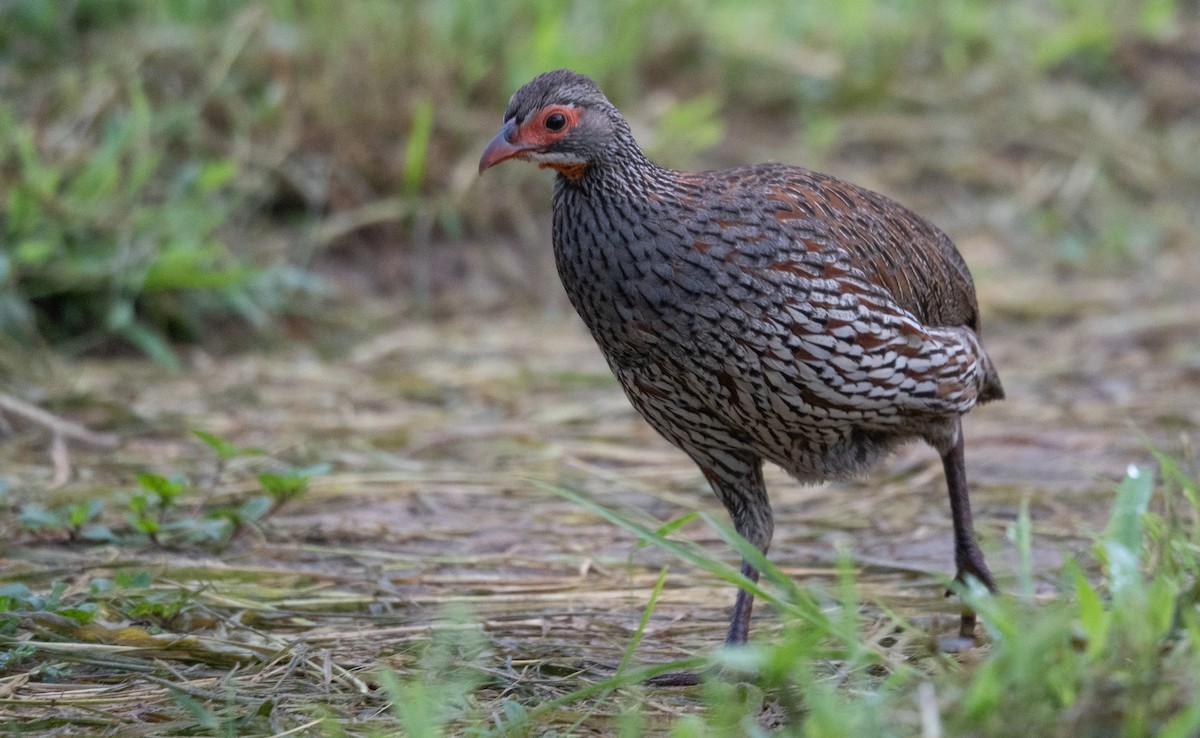 Gray-breasted Spurfowl - Kevin Gong
