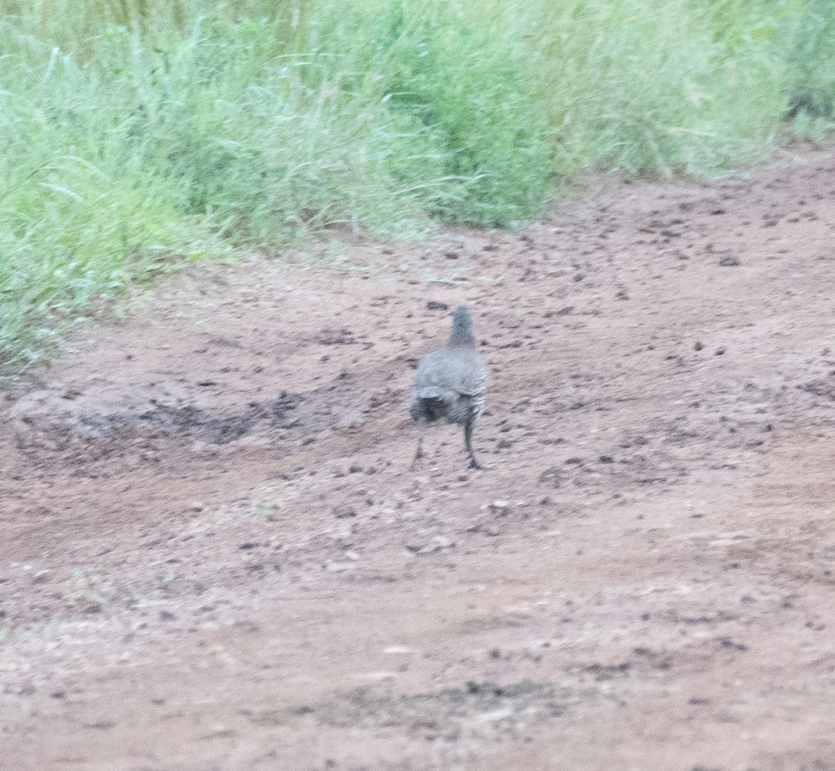 Gray-breasted Spurfowl - ML616963206