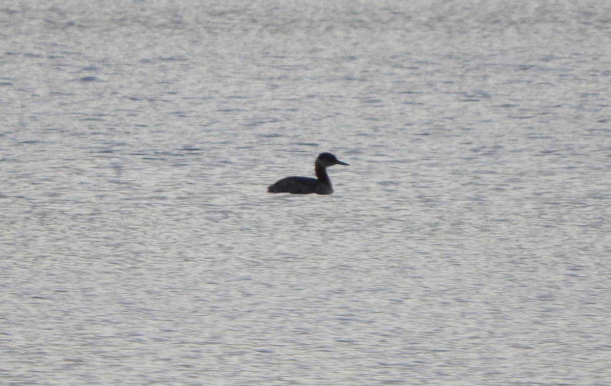 Red-necked Grebe - ML616963213