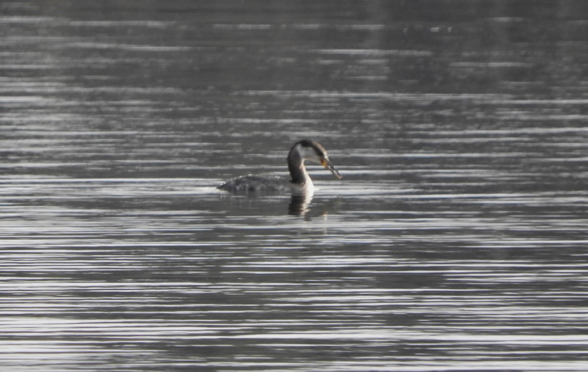 Red-necked Grebe - ML616963214