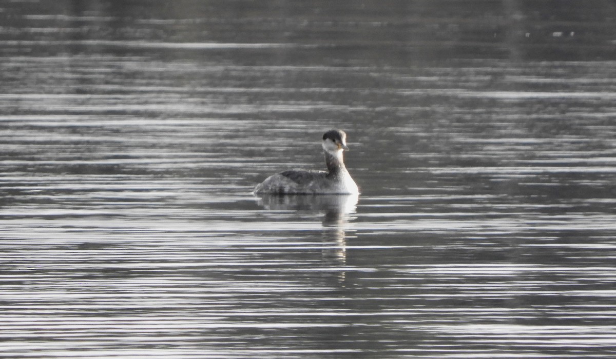 Red-necked Grebe - ML616963215