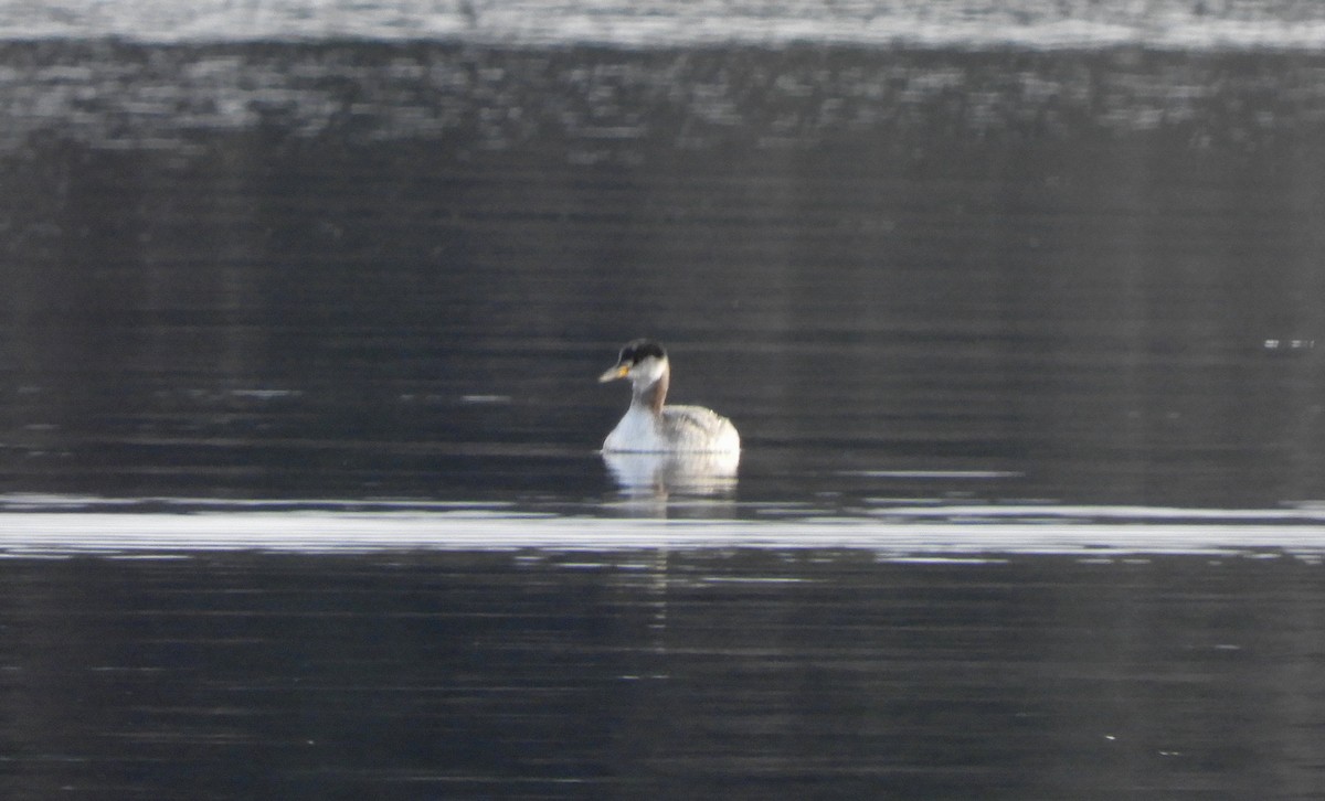 Red-necked Grebe - ML616963216