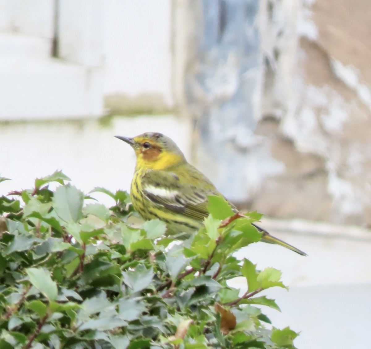 Cape May Warbler - Laurie Reynolds