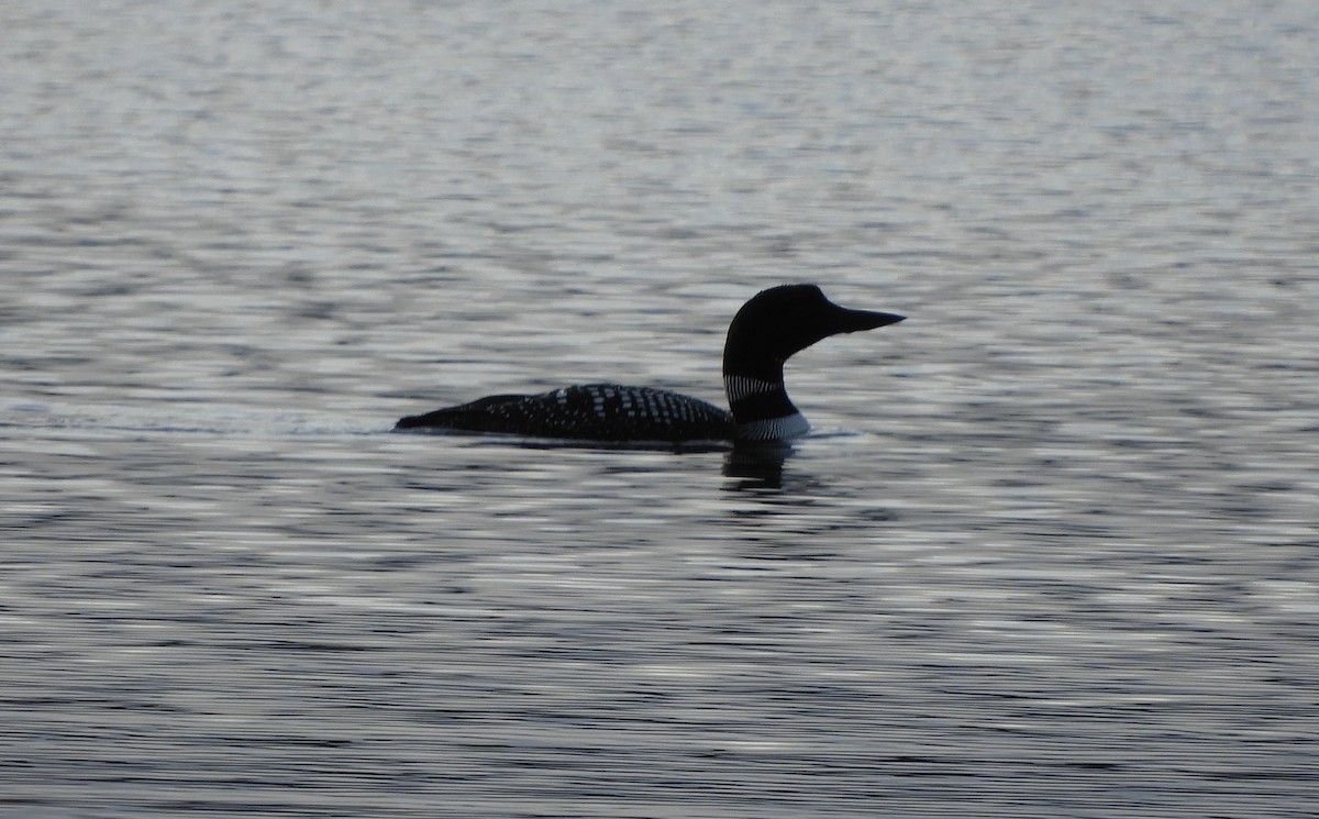 Common Loon - Lindsey Duval