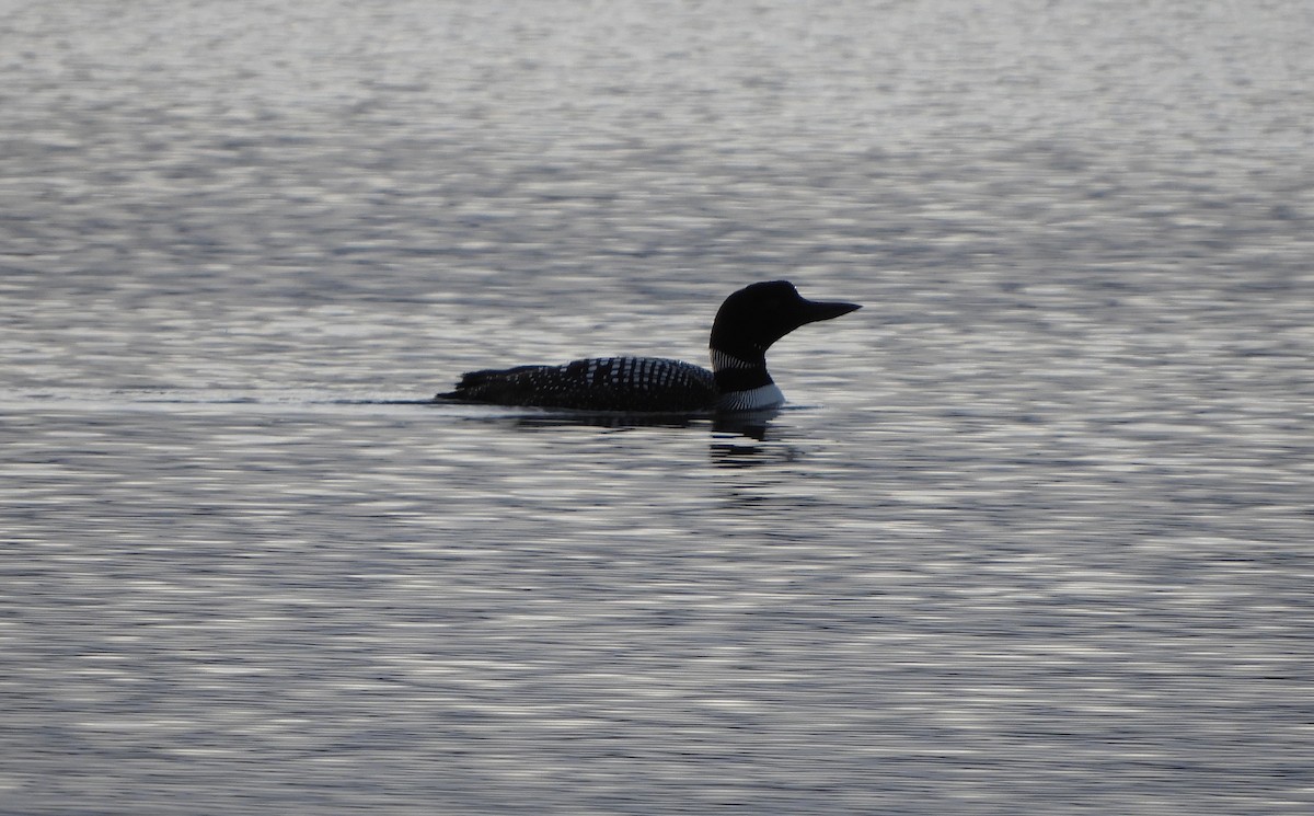 Common Loon - Lindsey Duval