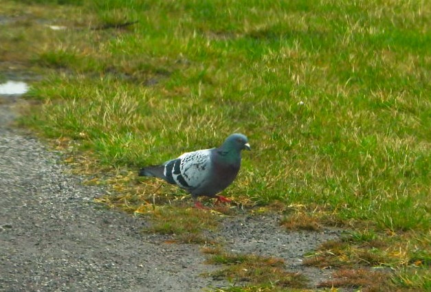 Rock Pigeon (Feral Pigeon) - ML616963273