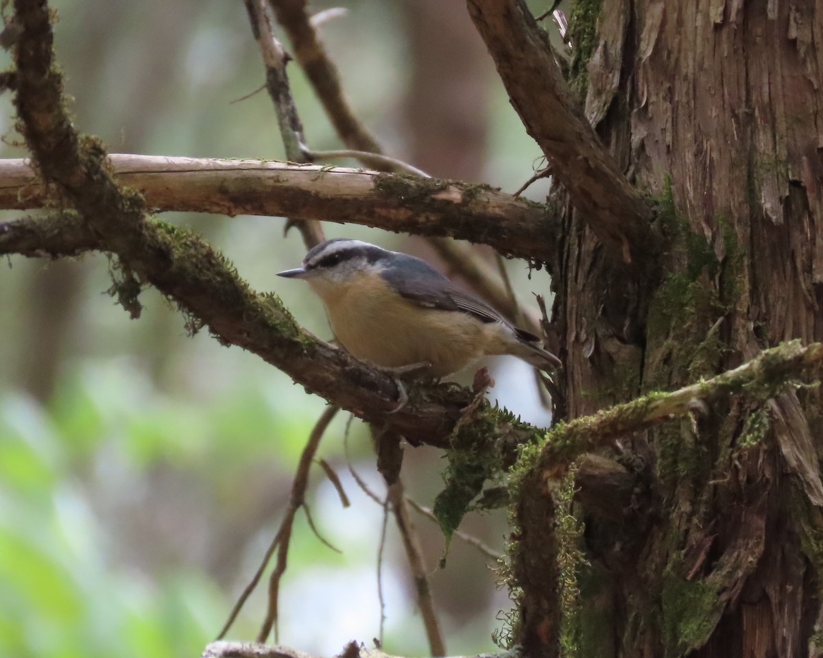 Red-breasted Nuthatch - ML616963461