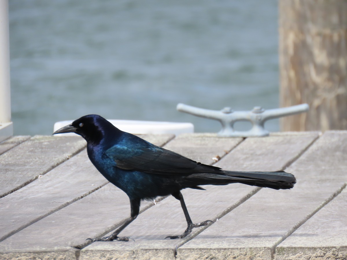 Boat-tailed Grackle - ML616963480