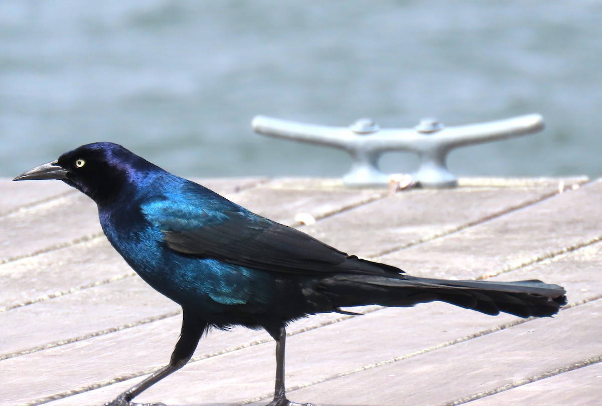 Boat-tailed Grackle - ML616963482