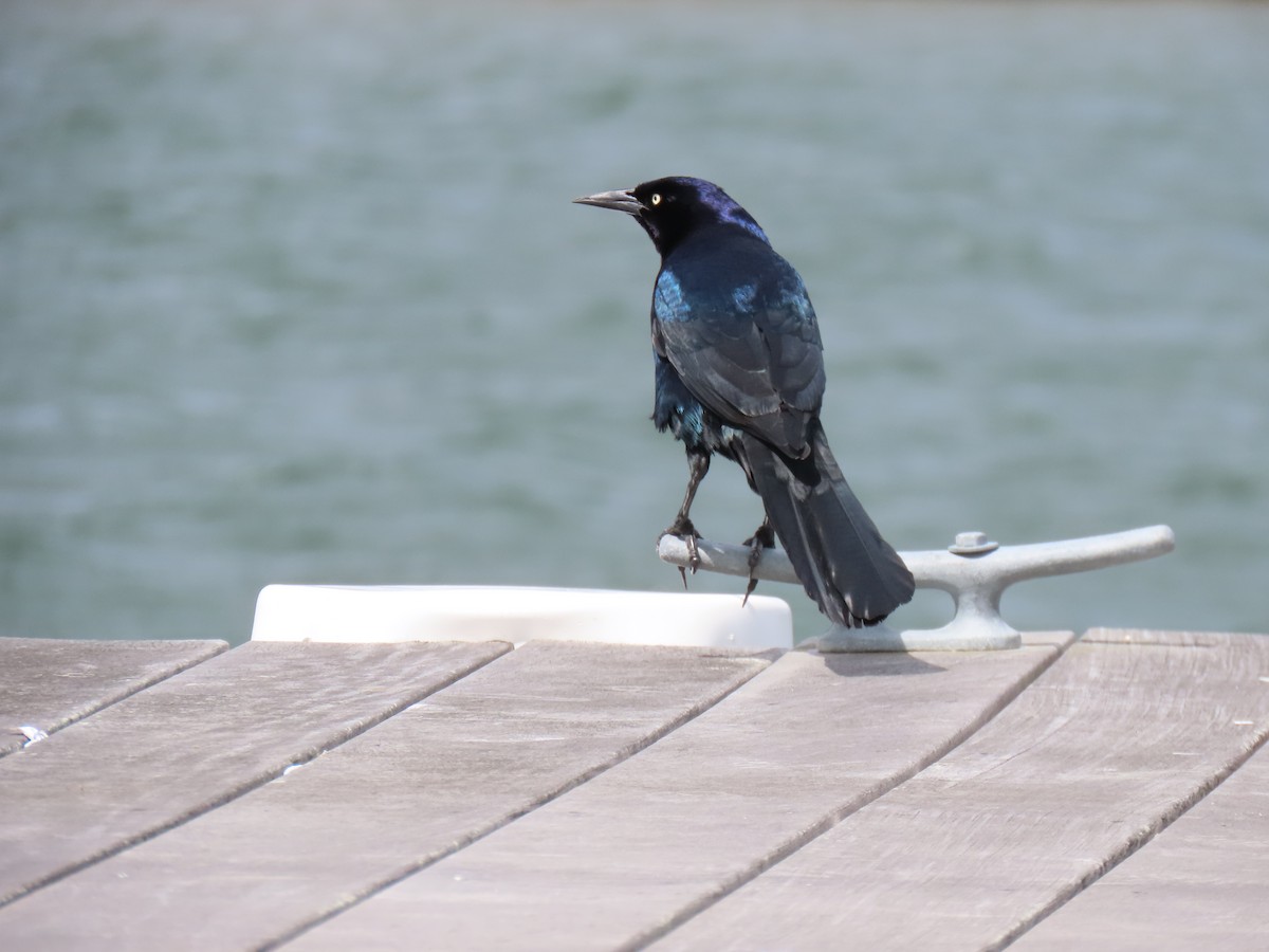 Boat-tailed Grackle - ML616963484