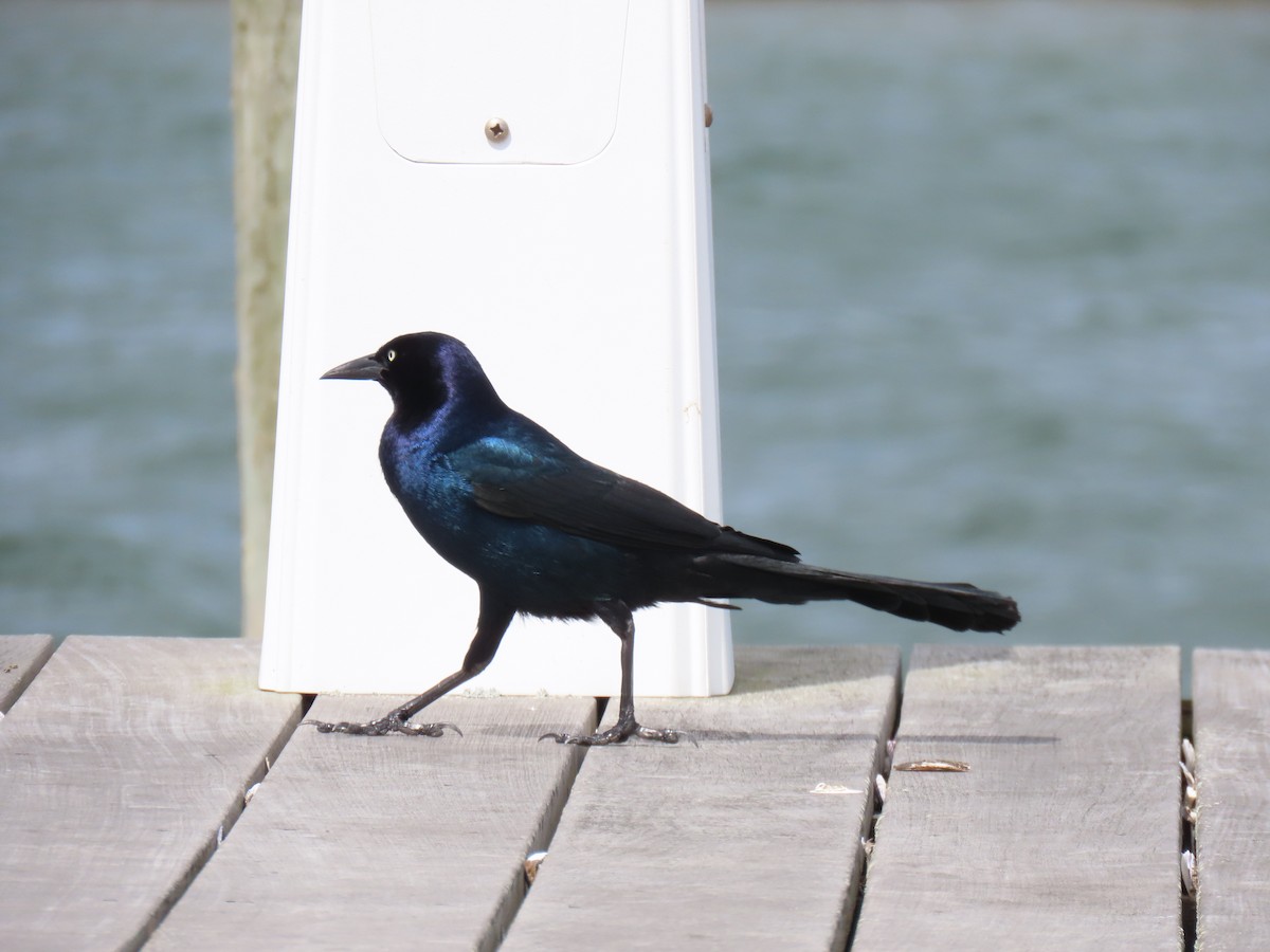 Boat-tailed Grackle - ML616963486
