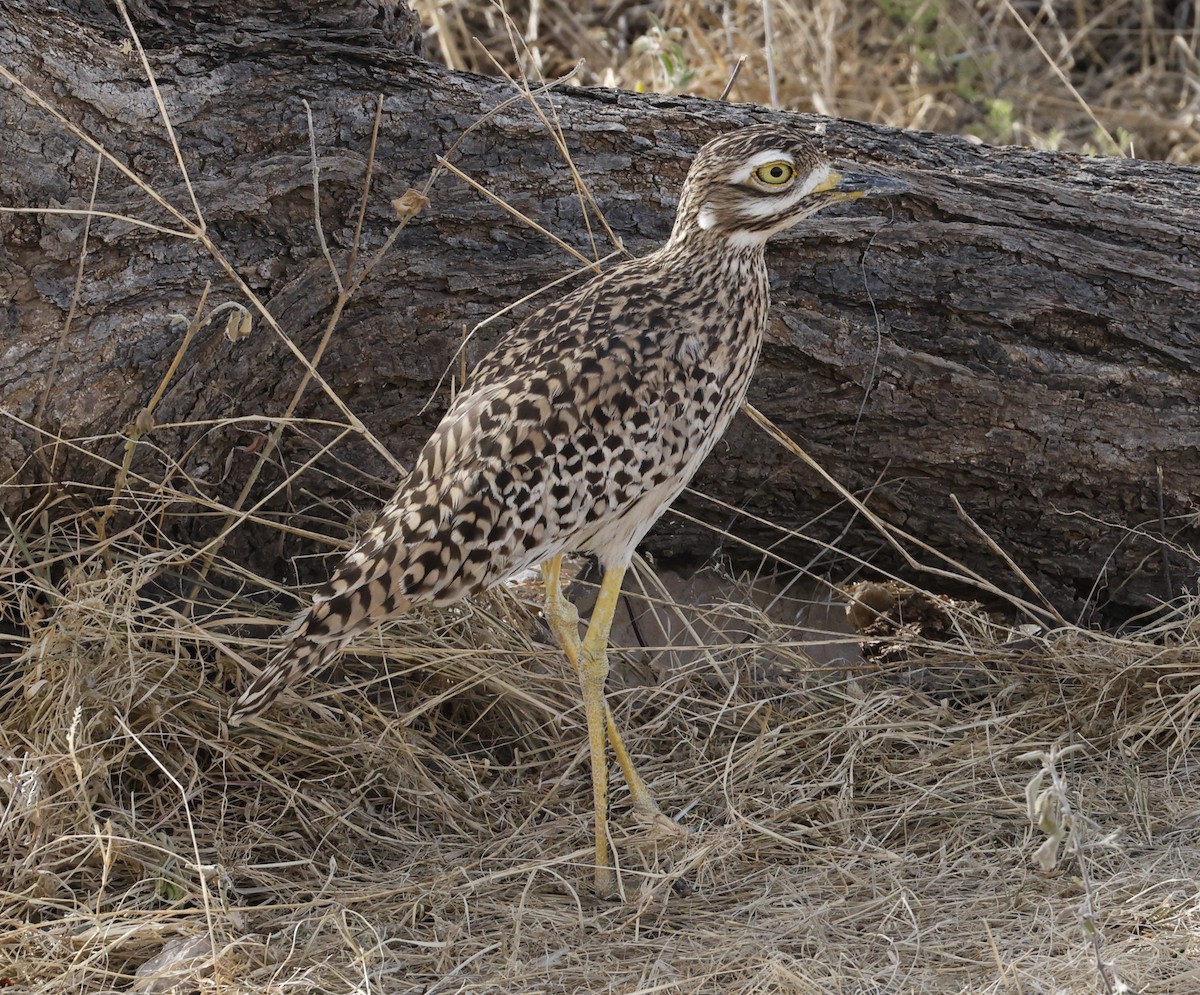 Spotted Thick-knee - ML616963495