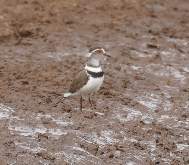 Three-banded Plover - ML616963555