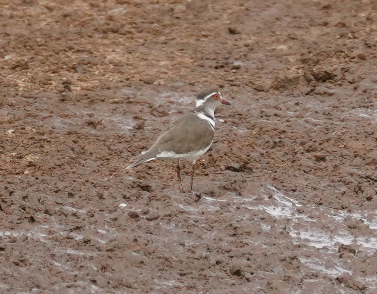 Three-banded Plover - Kevin Gong