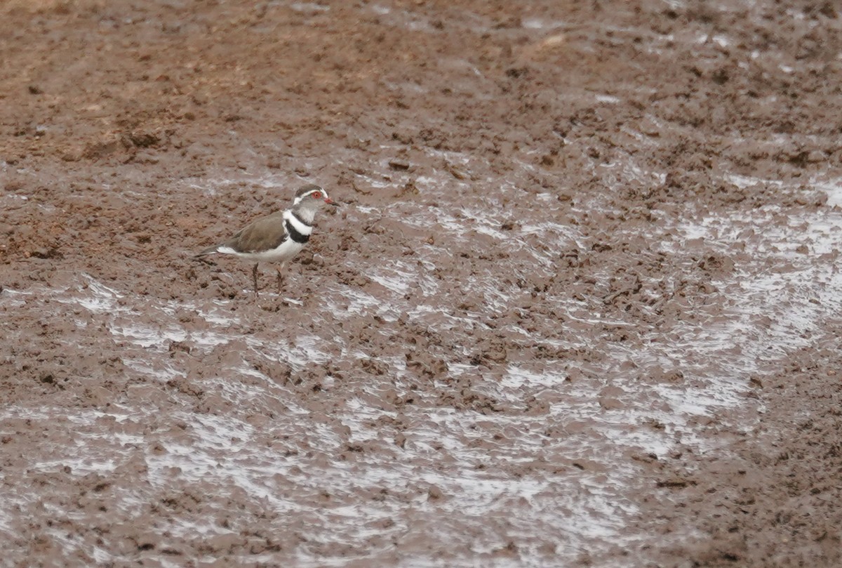Three-banded Plover - ML616963557