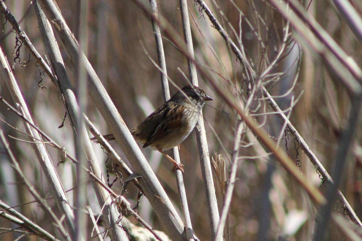 Swamp Sparrow - ML616963577