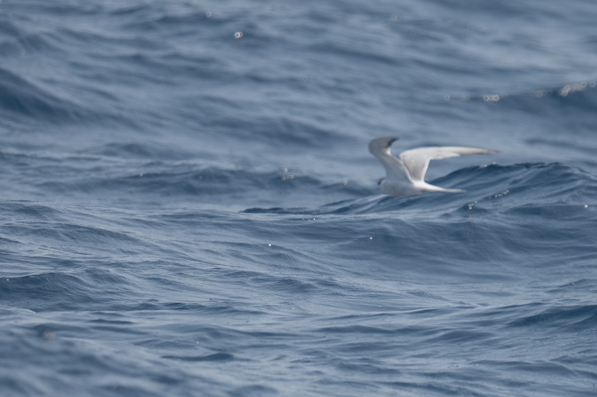 Arctic Tern - ML616963593