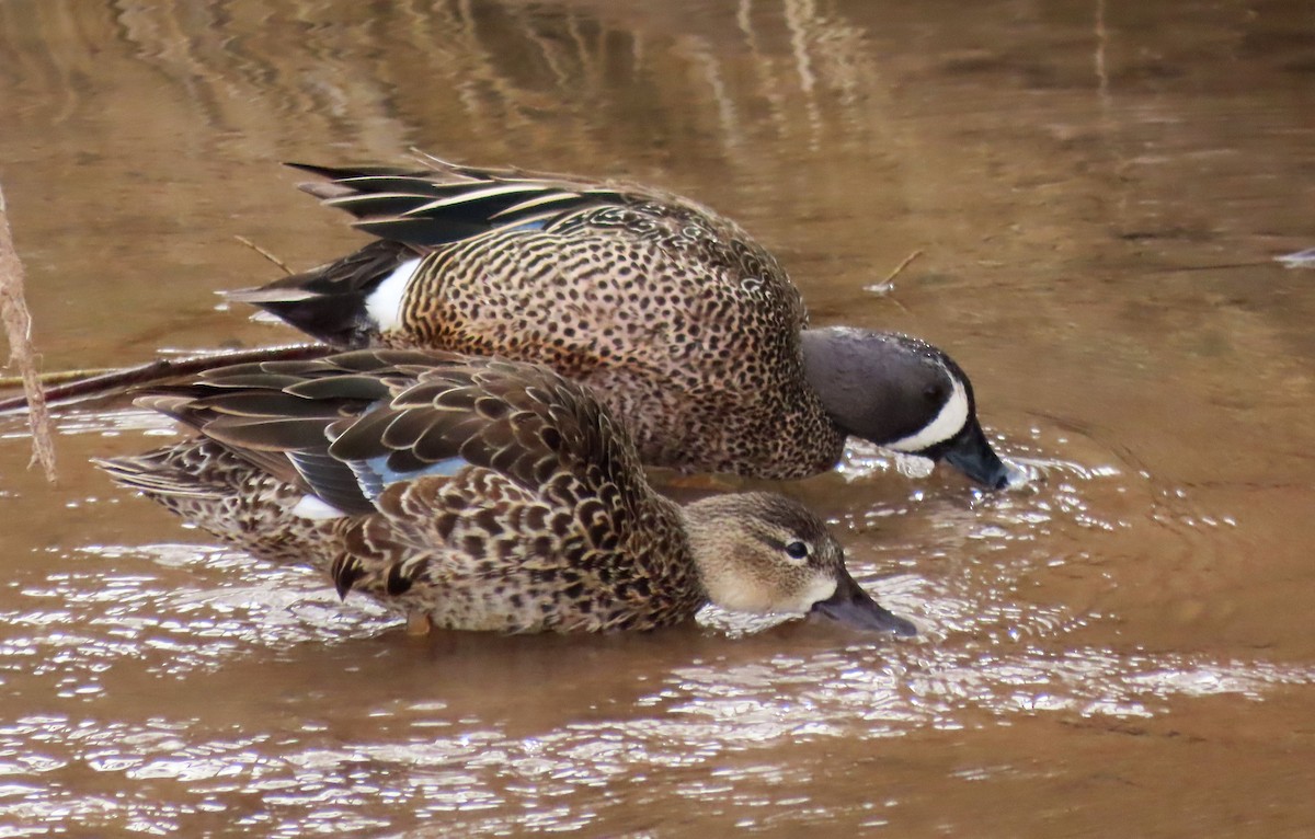Blue-winged Teal - ML616963619