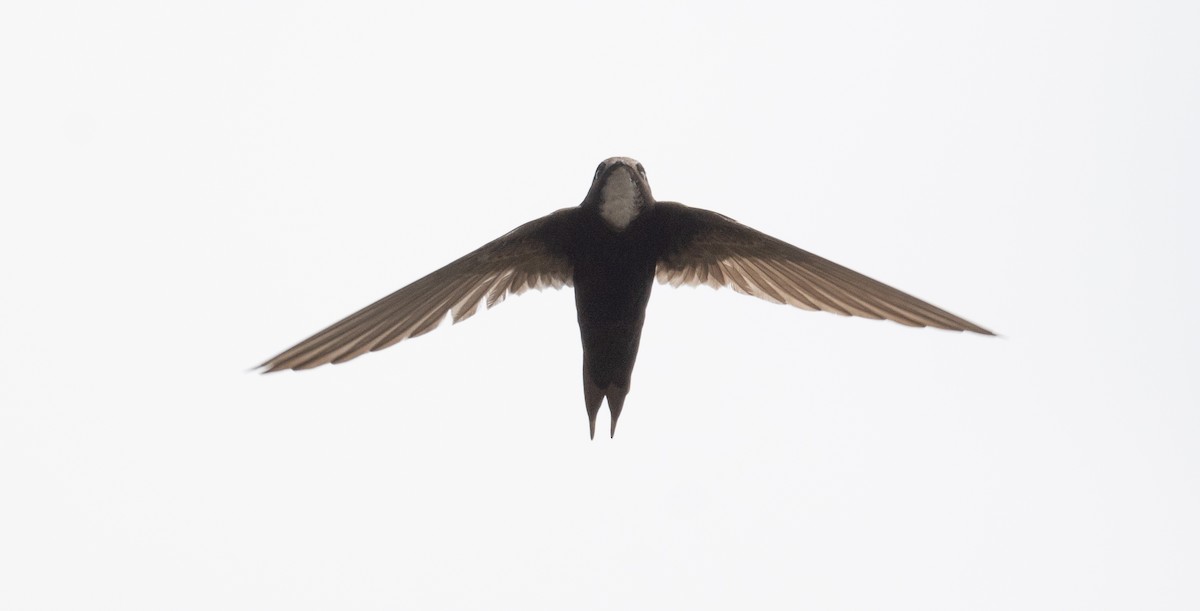 White-rumped Swift - Kevin Gong