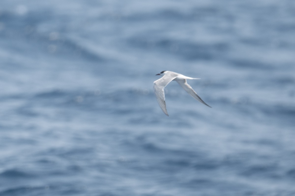 Arctic Tern - ML616963691